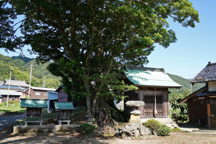 椋森神社本殿とタブノキ