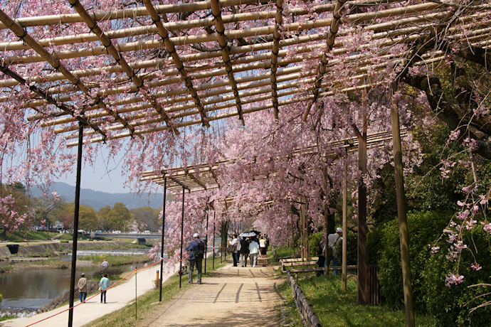 半木の道の桜のトンネル