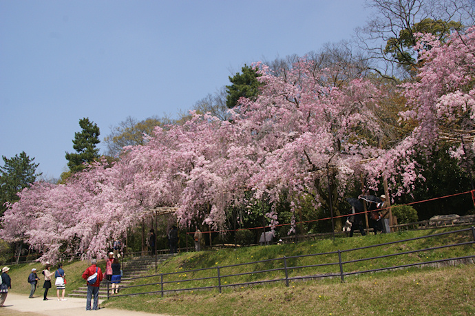 半木の道の枝垂れ桜