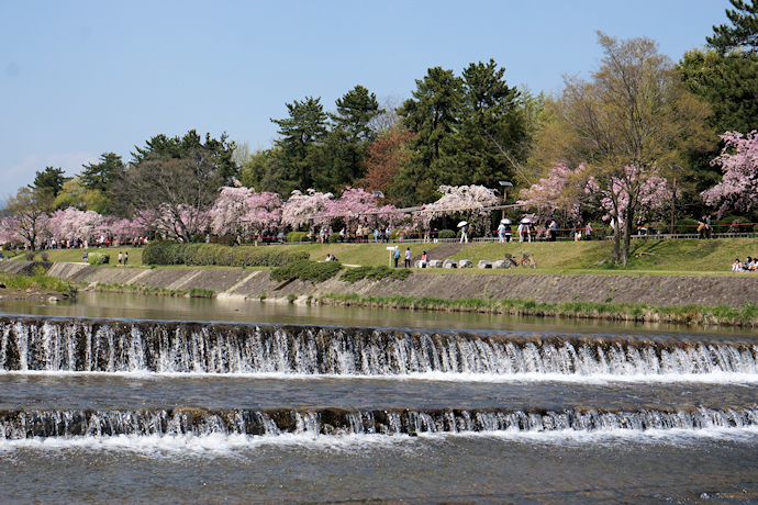 賀茂川と半木の道の枝垂れ桜