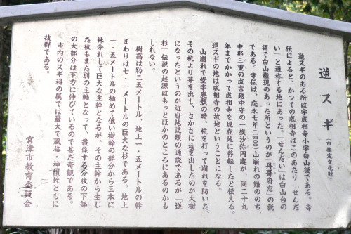 成相寺の逆スギ・説明板