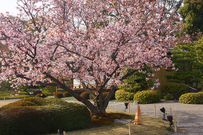 清流園の仙台屋桜