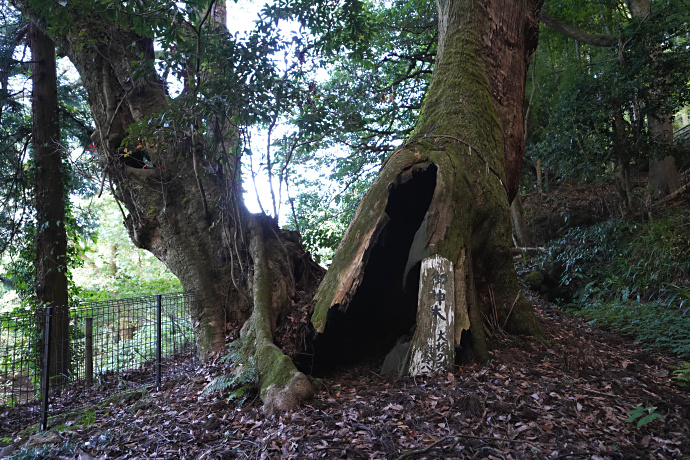 大杉神社の大杉・タブノキ合体樹