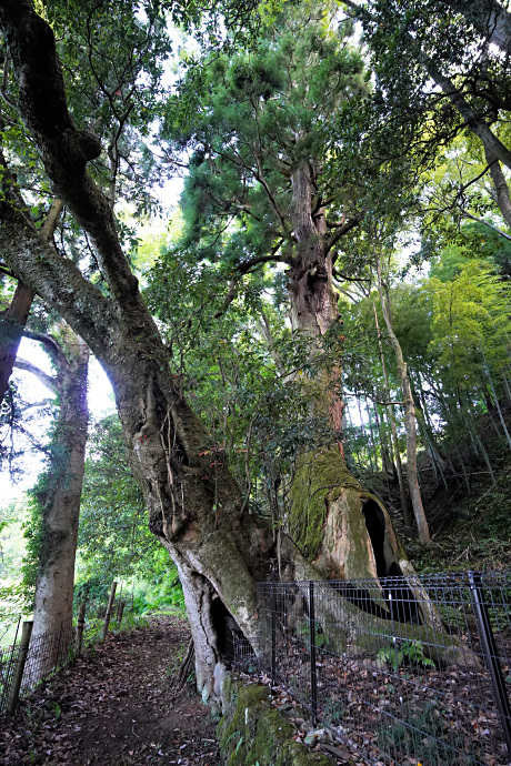 大杉神社の大杉・タブノキ合体樹
