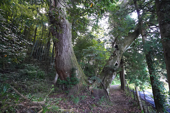 大杉神社の大杉・タブノキ合体樹