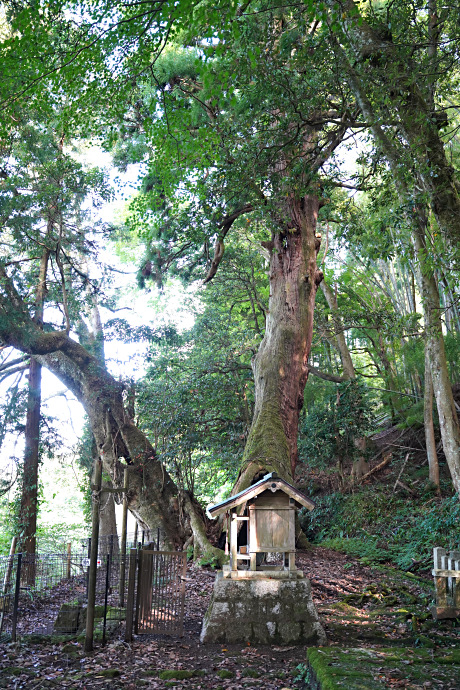 大杉神社の大杉・タブノキ合体樹