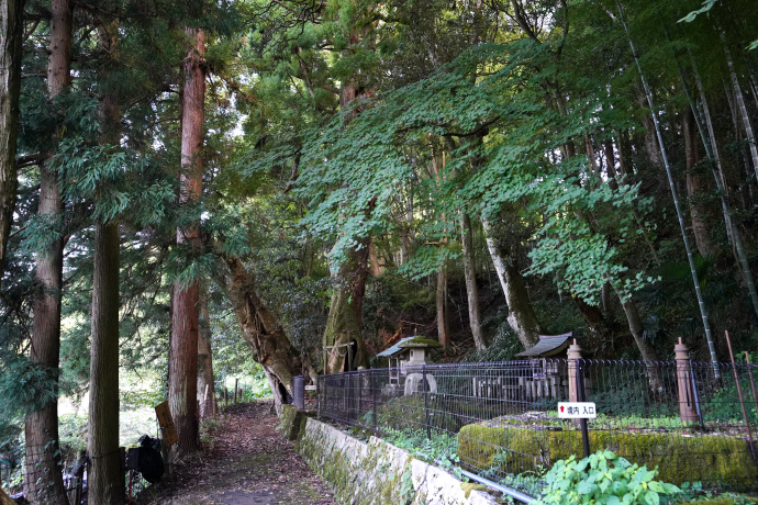 大杉神社の大杉・タブノキ合体樹