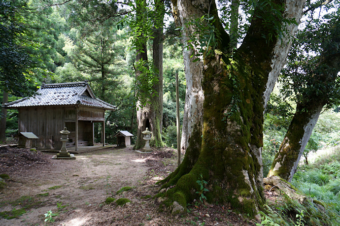 大成八幡神社のムクロジ