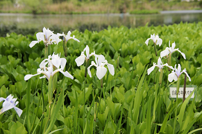 深泥池の白花カキツバタ