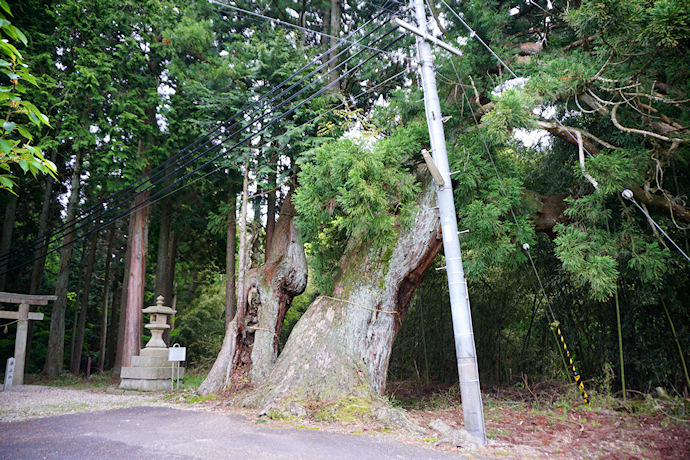 六所神社のスギ