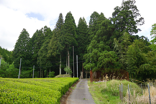 六所神社の森