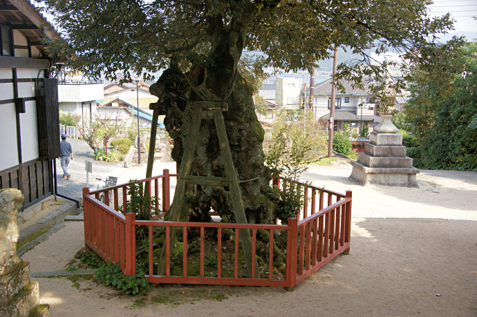 山王宮日吉神社の椎の木