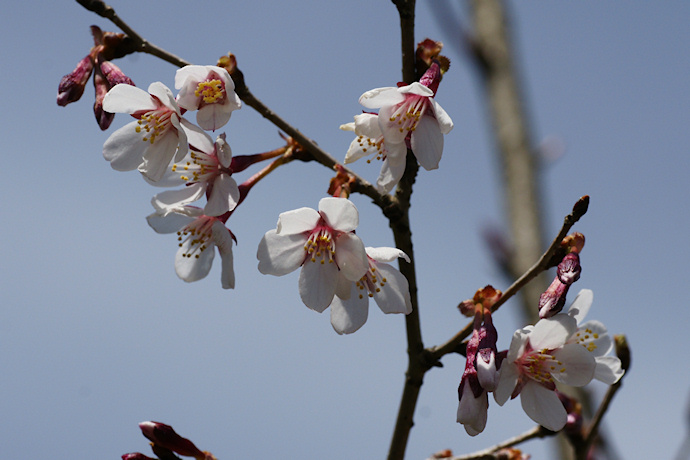 近畿豆桜