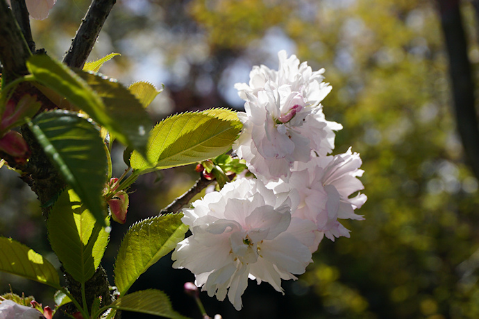 塩釜桜