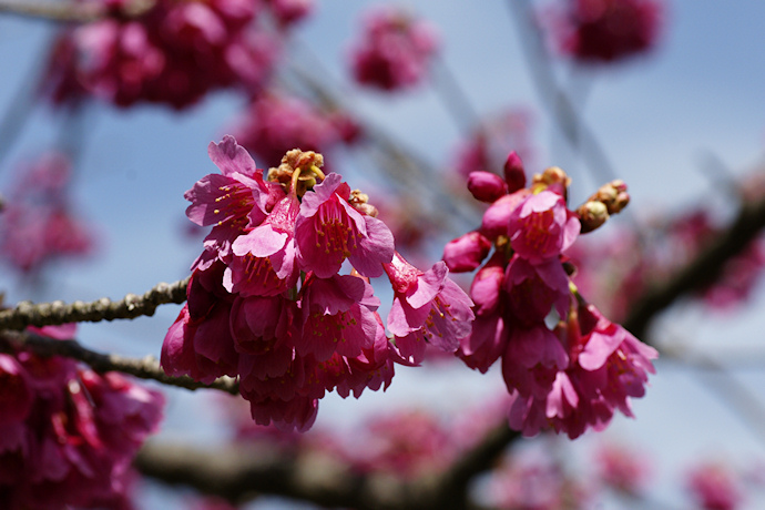 台湾緋桜