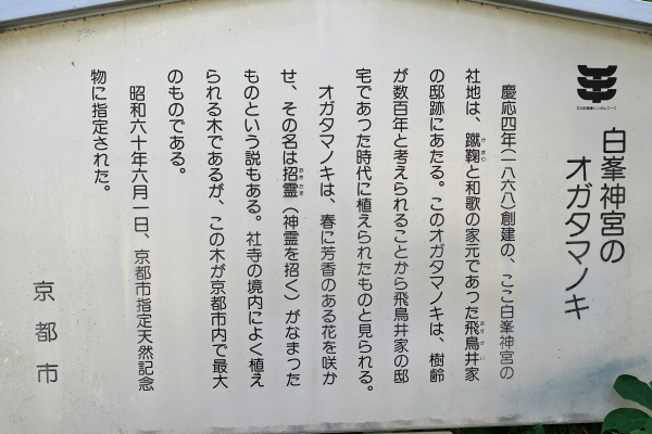 白峯神宮のオガタマノキ説明板