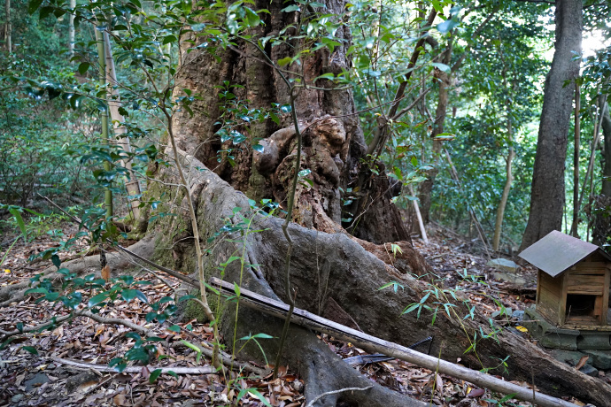 白杉神社のアカガシ