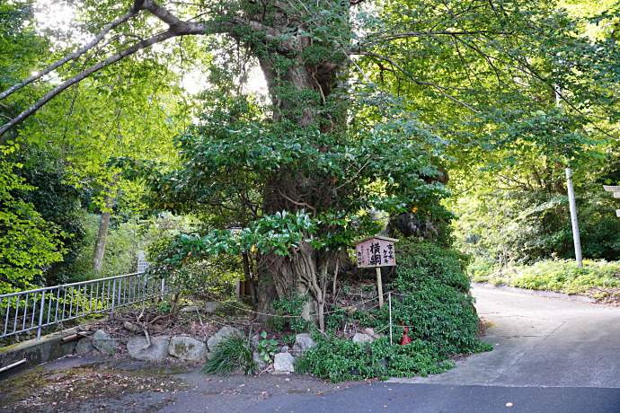 白杉神社の横綱ケヤキ