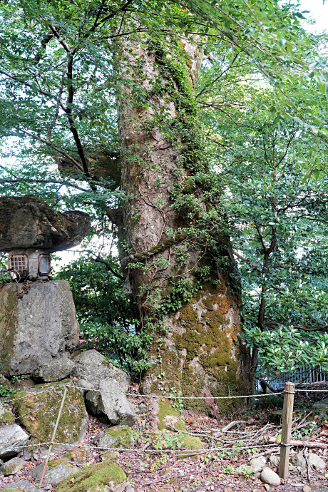 白杉神社の横綱ケヤキ