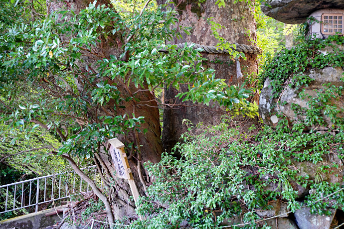 白杉神社の横綱ケヤキとムクノキ