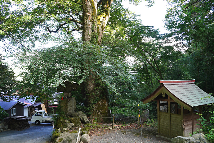 白杉神社の横綱ケヤキ