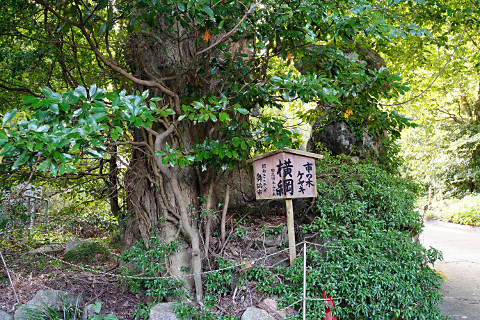 白杉神社の横綱ケヤキとムクノキ