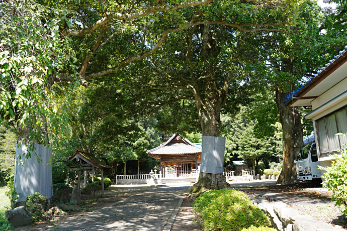平八幡神社のムクノキ・タブノキ