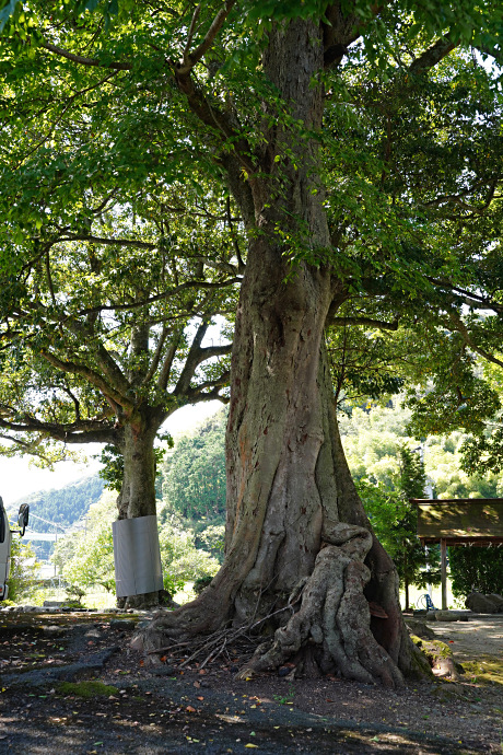 平八幡神社のムクノキ