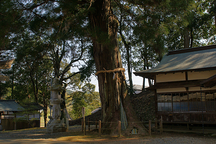 高倉神社のスギ