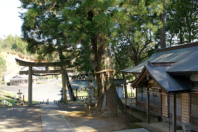 高倉神社のスギ