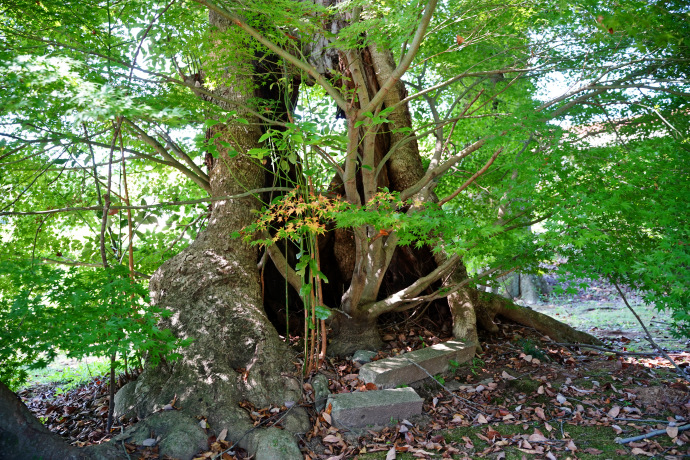 高田神社のタブノキ