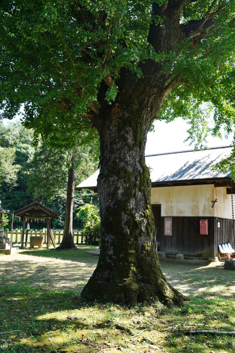 高田神社のイチョウ