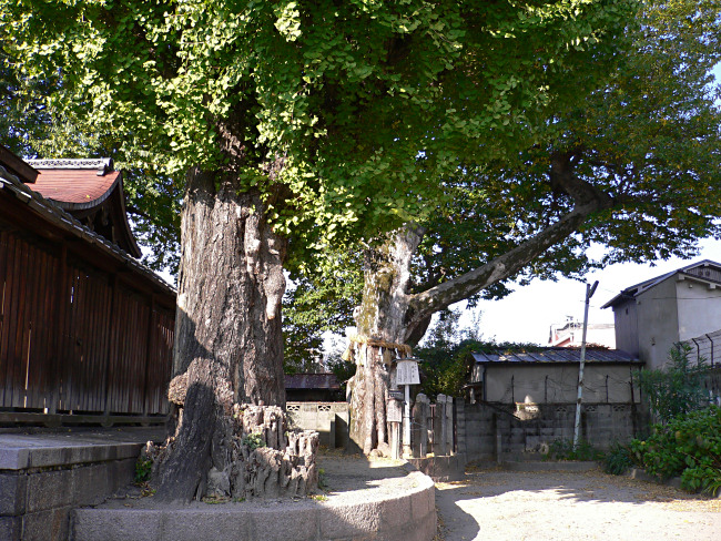 宇賀神社のイチョウとムクノキ
