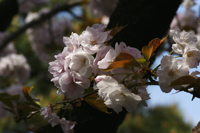 雨宝院の観音桜