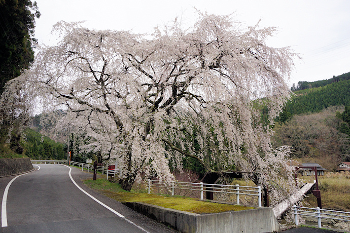 魚ヶ渕の枝垂れ桜