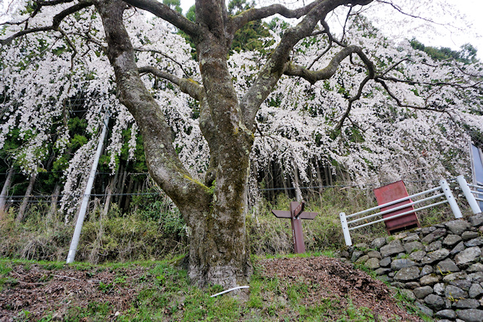 魚ヶ渕の枝垂れ桜