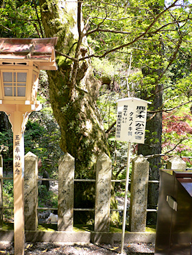 由岐神社のカゴノキ