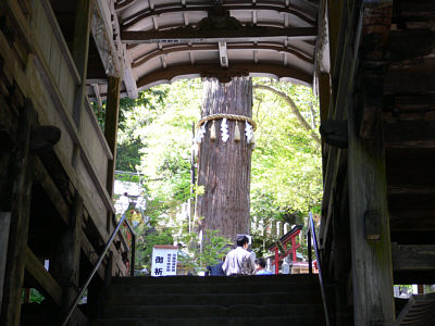 由岐神社の大スギ