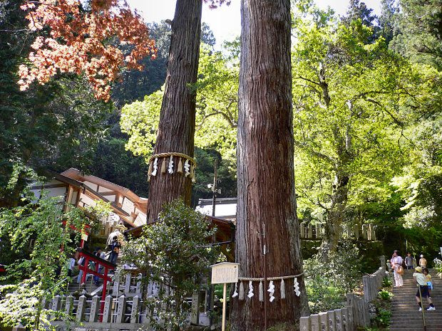 由岐神社の大杉