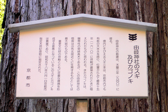 由岐神社のスギ及びカゴノキ説明板