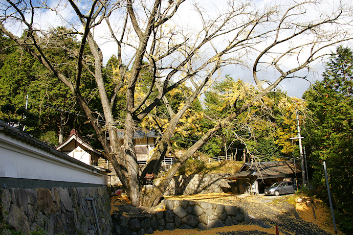 安穏寺のイチョウ