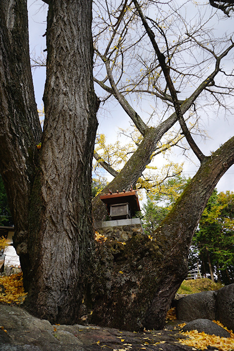 安穏寺のイチョウ