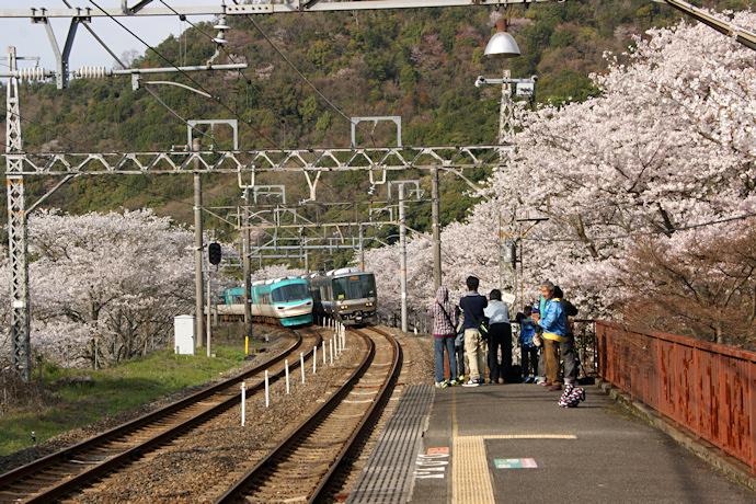山中渓駅の桜