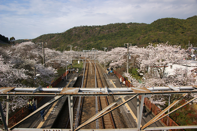 山中渓駅の桜
