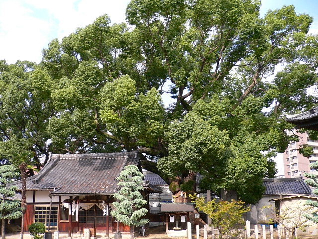 大念仏寺の楠