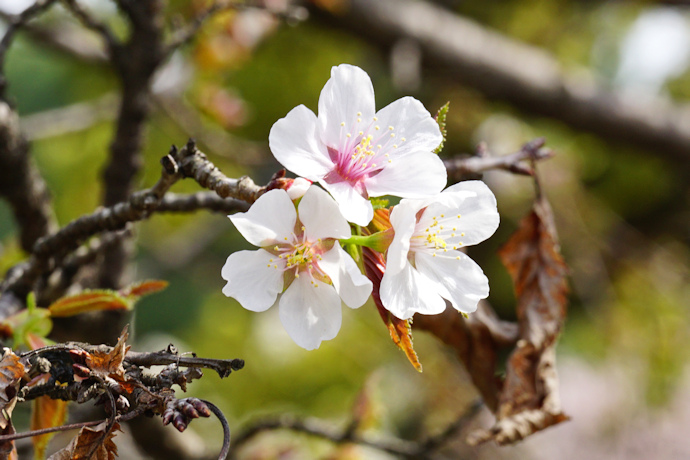 千島桜