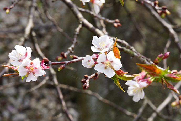 千島桜