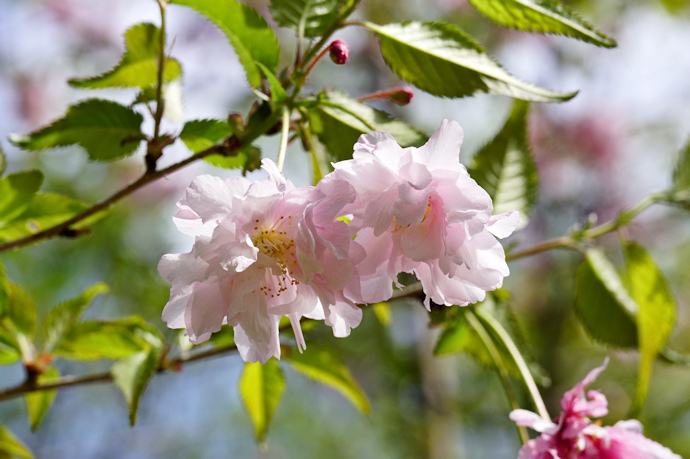 鴛鴦桜