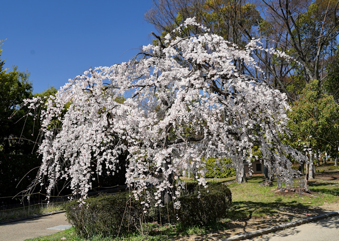 大仙公園の一重白彼岸枝垂