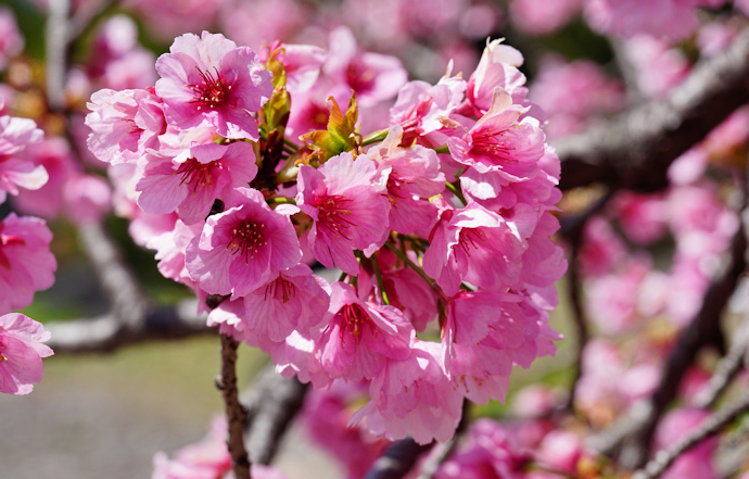 大仙公園の大寒桜